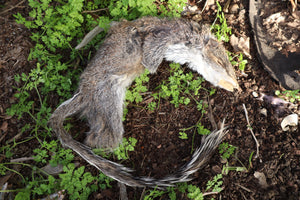 Gray Squirrel Pelt - Craft Quality