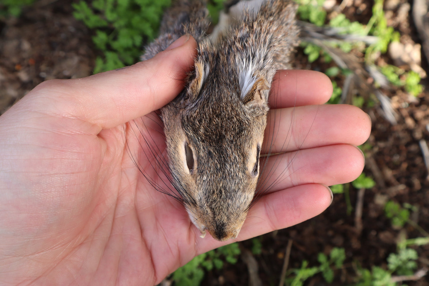 Gray Squirrel Pelt - Craft Quality