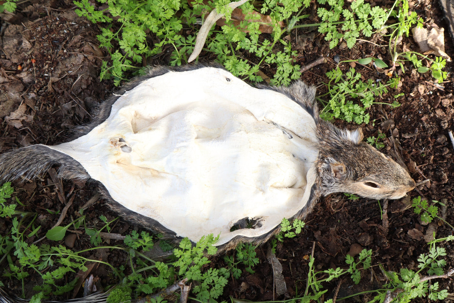 Gray Squirrel Pelt - Craft Quality