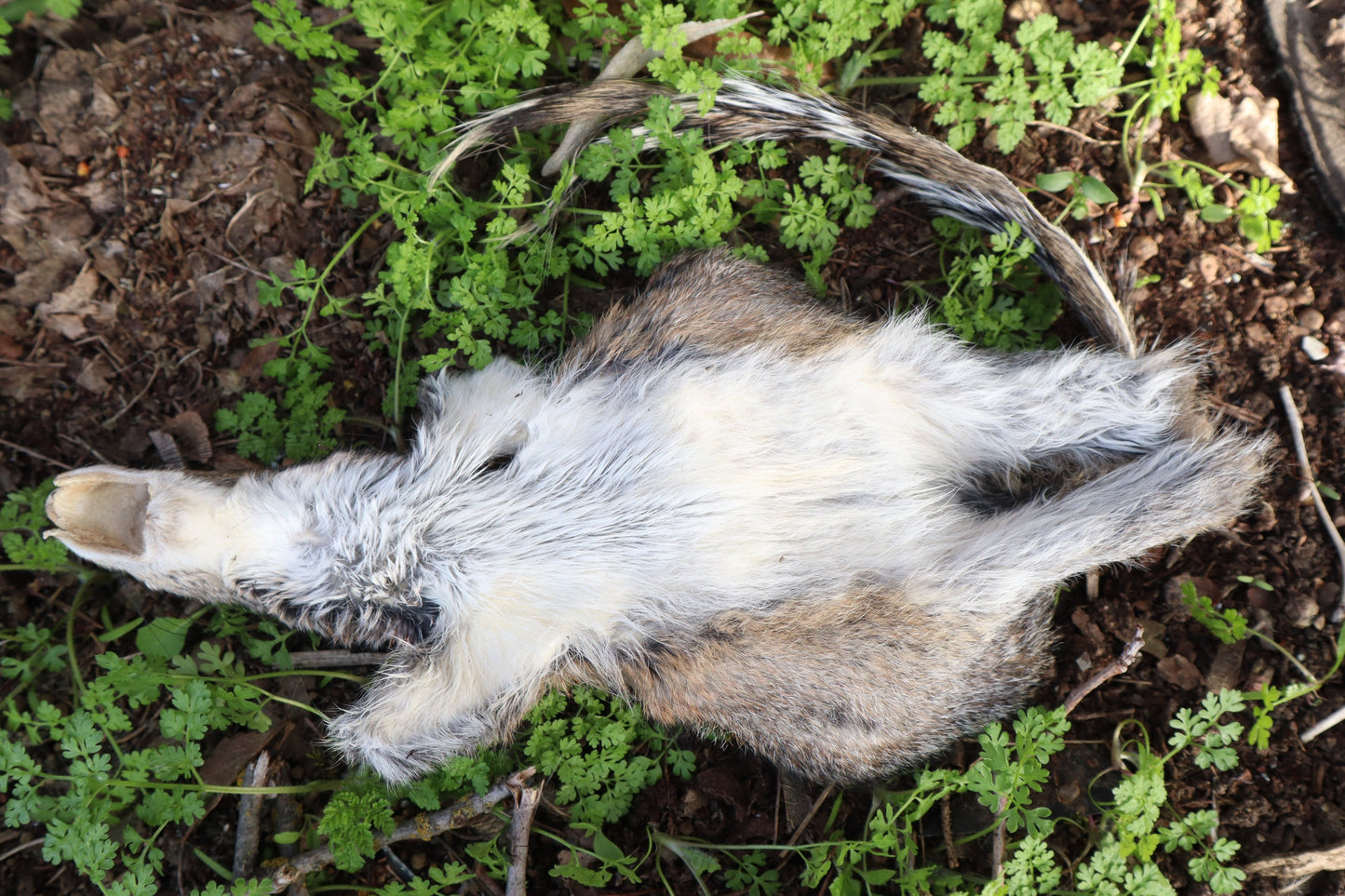Gray Squirrel Pelt - Craft Quality