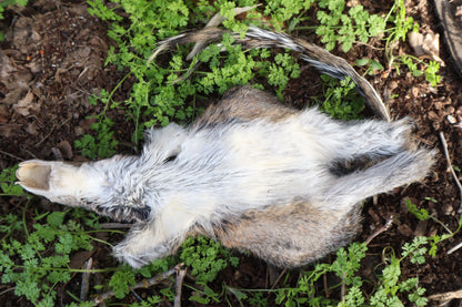 Gray Squirrel Pelt - Craft Quality