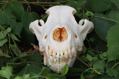 Geriatric Alaskan Gray Wolf Skull