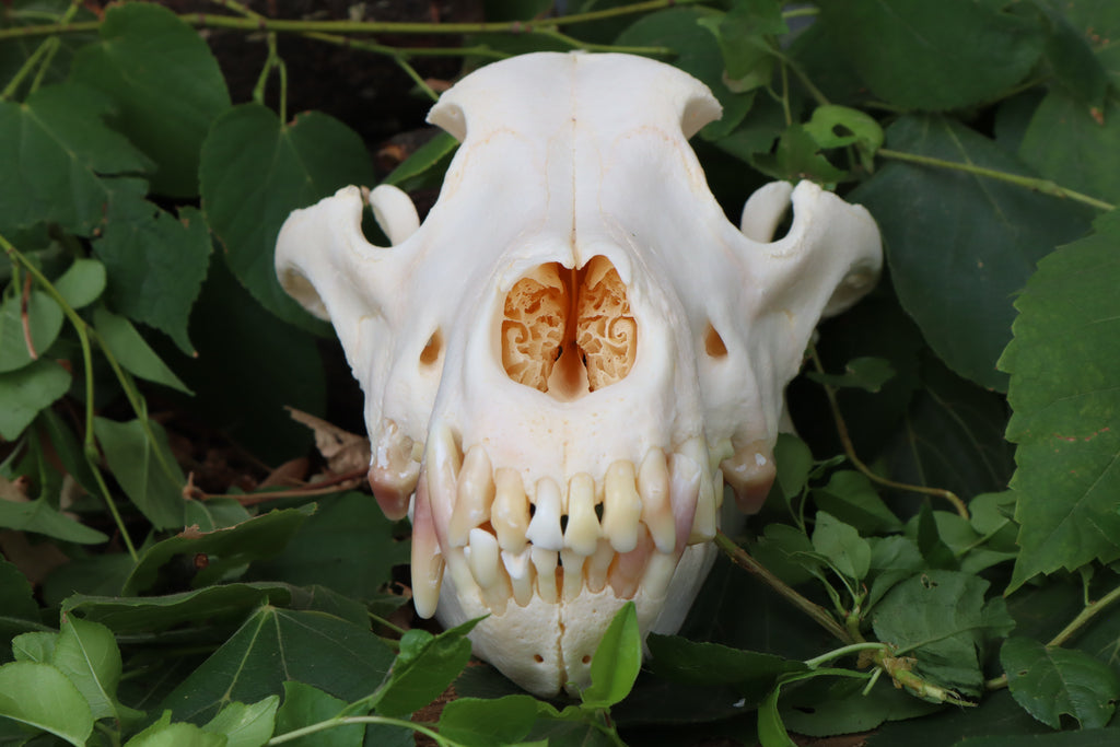 Geriatric Alaskan Gray Wolf Skull