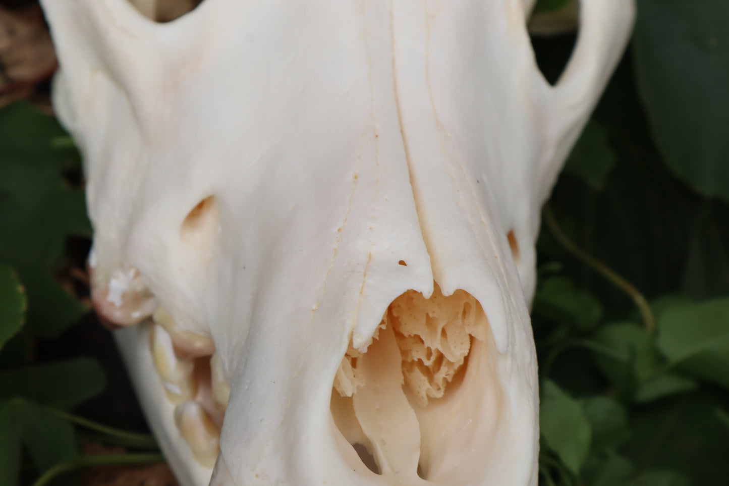 Geriatric Alaskan Gray Wolf Skull