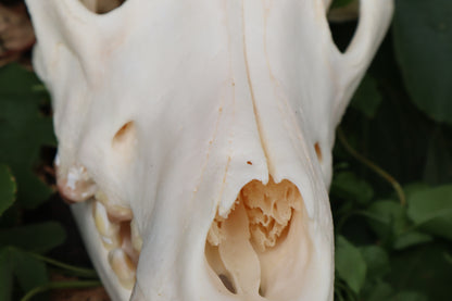 Geriatric Alaskan Gray Wolf Skull