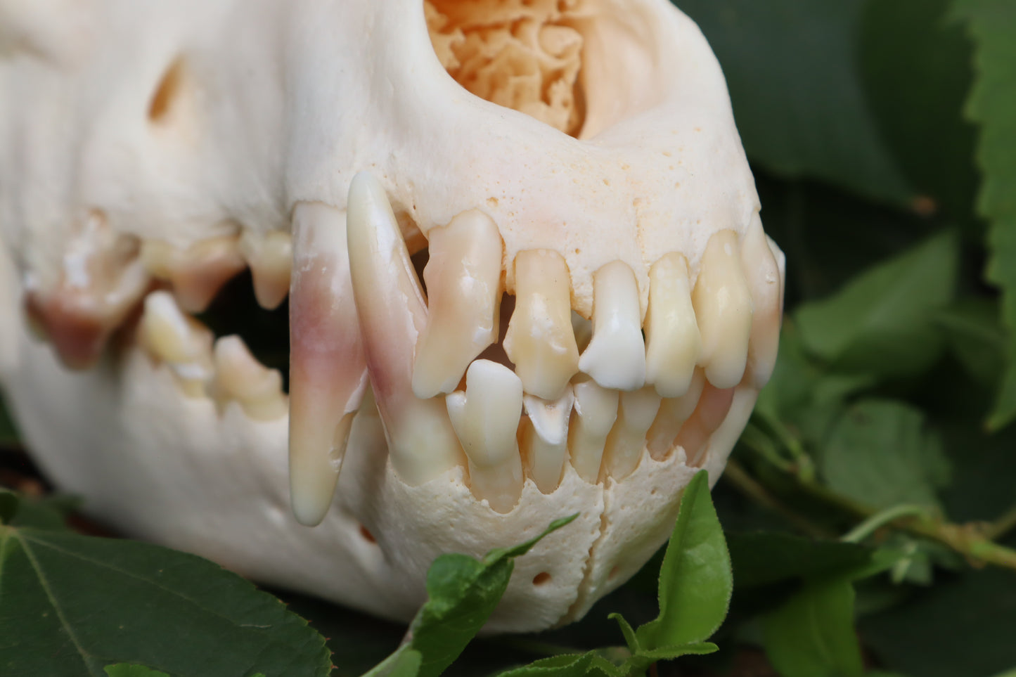 Geriatric Alaskan Gray Wolf Skull