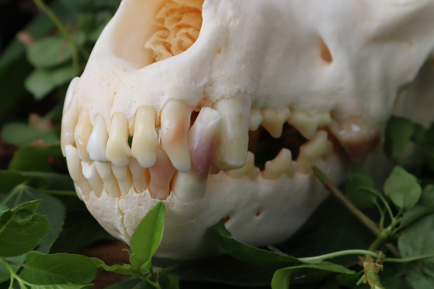 Geriatric Alaskan Gray Wolf Skull