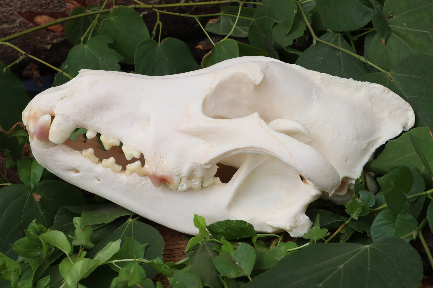Geriatric Alaskan Gray Wolf Skull