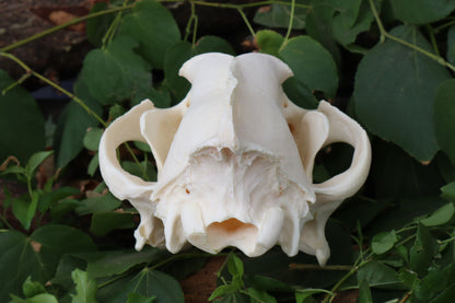 Geriatric Alaskan Gray Wolf Skull