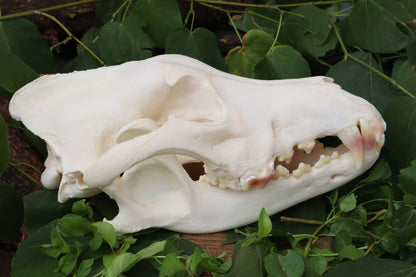 Geriatric Alaskan Gray Wolf Skull