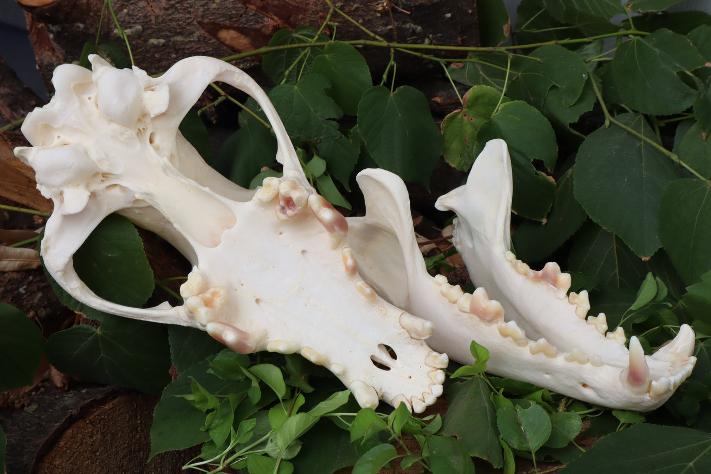 Geriatric Alaskan Gray Wolf Skull