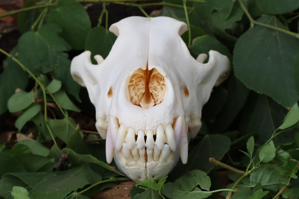 Alaskan Gray Wolf Skull