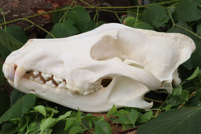 Alaskan Gray Wolf Skull