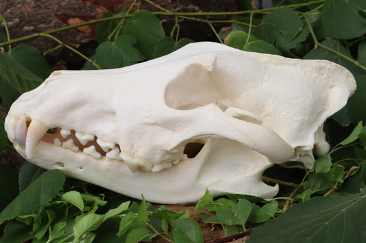 Alaskan Gray Wolf Skull