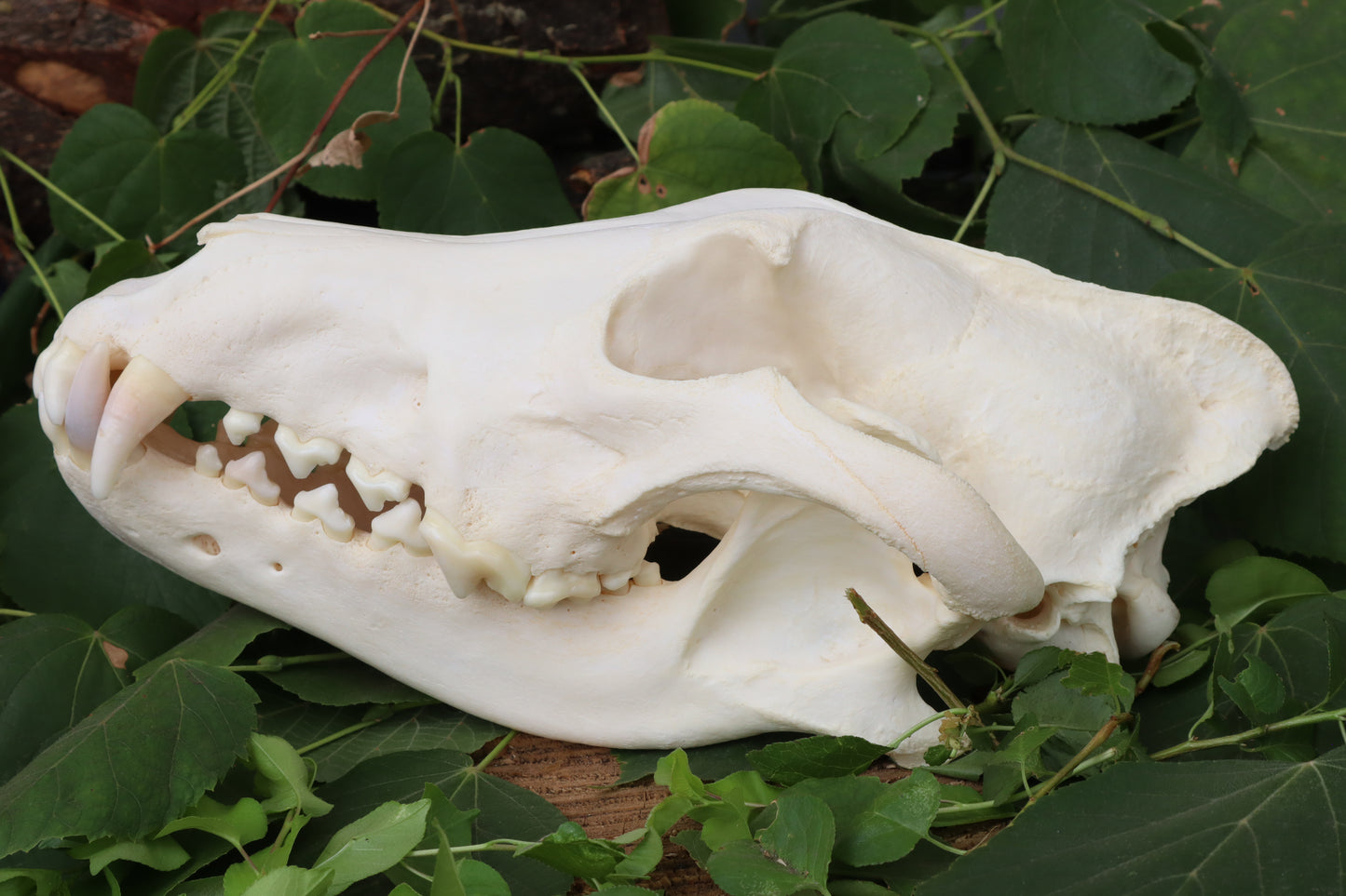Alaskan Gray Wolf Skull