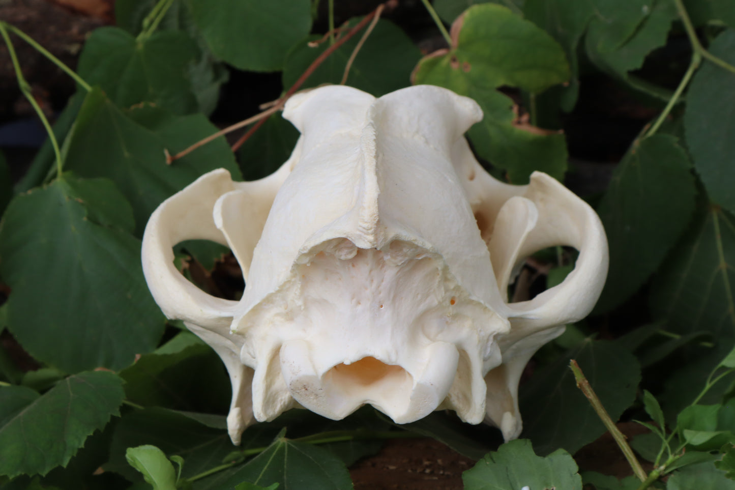 Alaskan Gray Wolf Skull