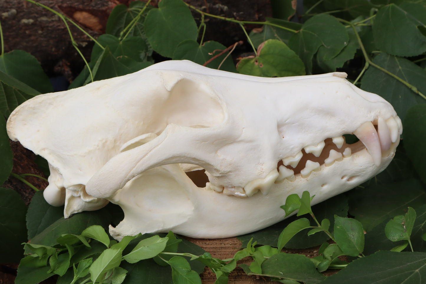 Alaskan Gray Wolf Skull