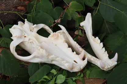 Alaskan Gray Wolf Skull