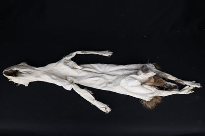 Lifesize Juvenile Bobcat - Taxidermy Quality