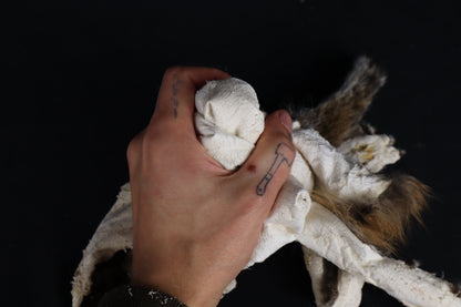 Lifesize Juvenile Bobcat - Taxidermy Quality