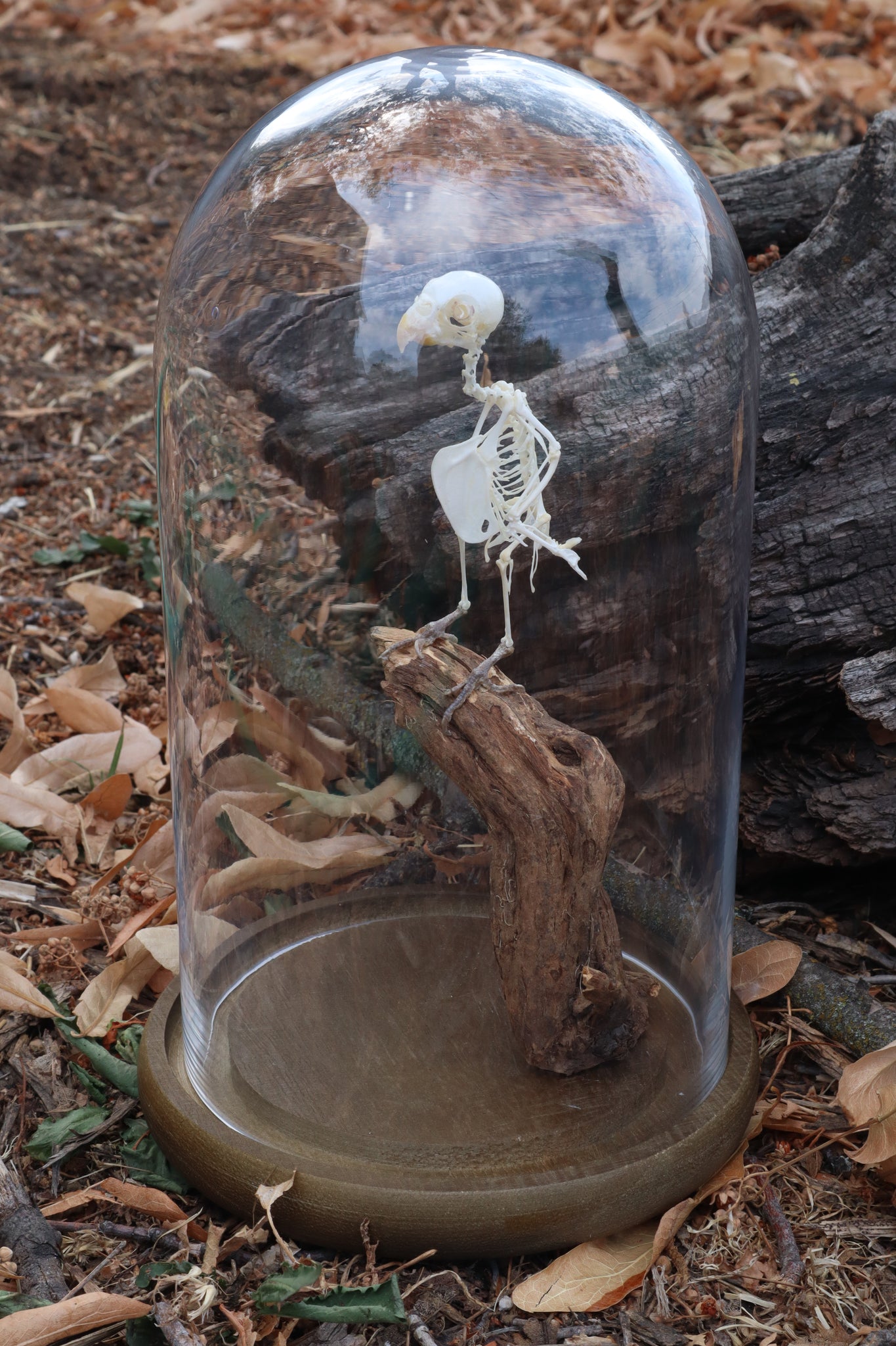 Articulated Parakeet Skeleton with Sclerotic Lenses