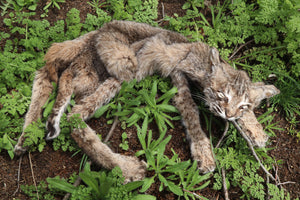 Lifesize Juvenile Bobcat - Taxidermy Quality