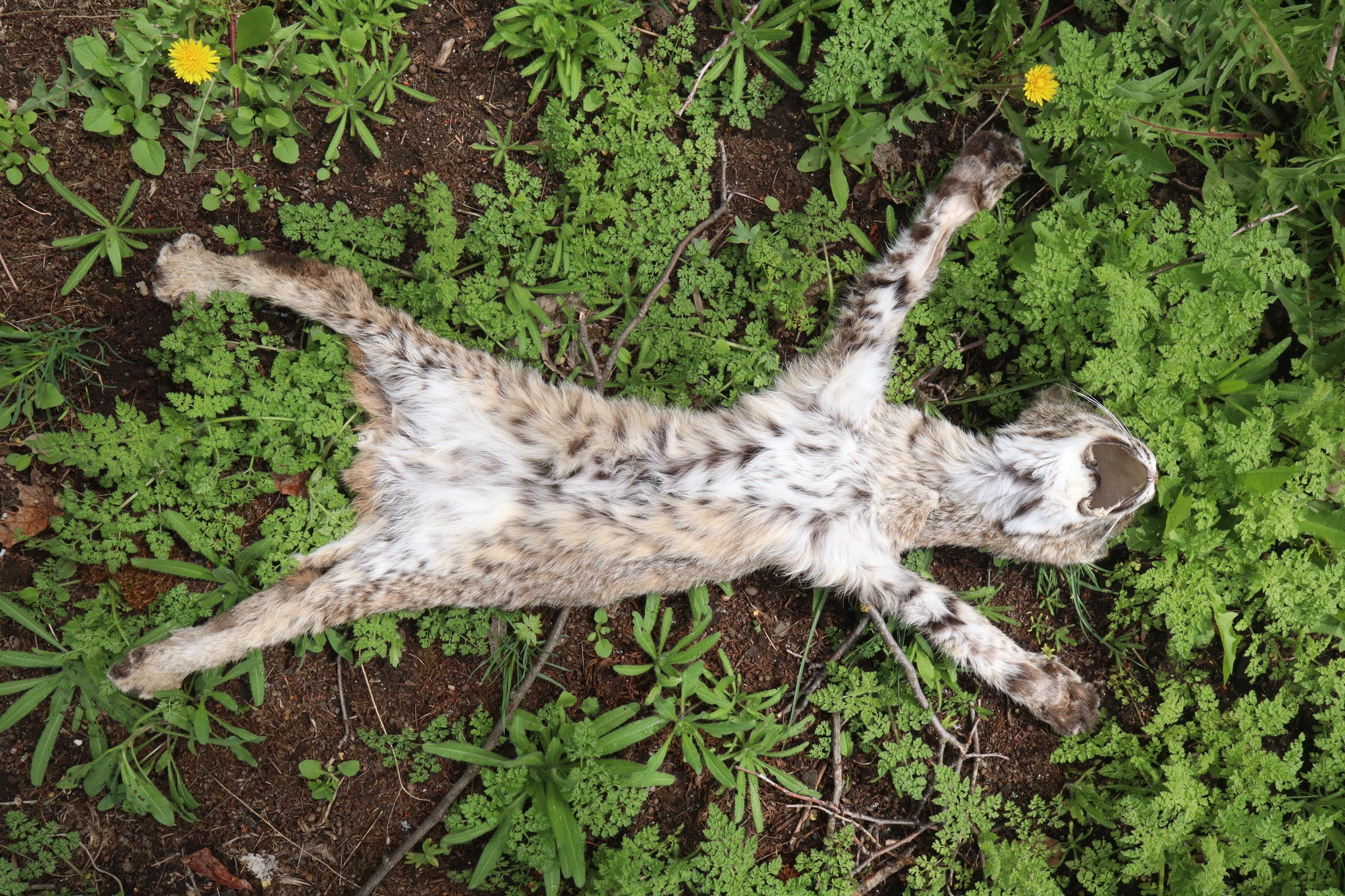 Lifesize Juvenile Bobcat - Taxidermy Quality