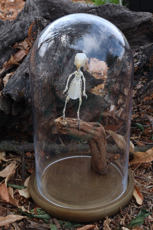 Articulated Parakeet Skeleton with Sclerotic Lenses