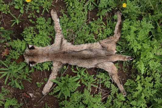 Lifesize Juvenile Bobcat - Taxidermy Quality