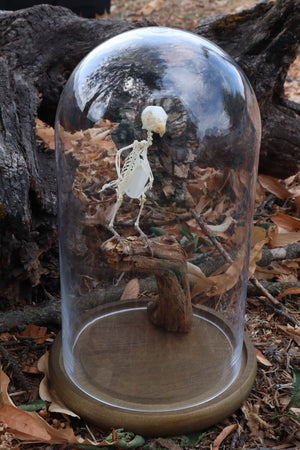 Articulated Parakeet Skeleton with Sclerotic Lenses