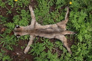 Lifesize Juvenile Bobcat - Taxidermy Quality