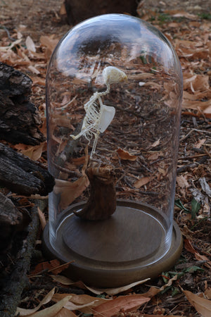 Articulated Parakeet Skeleton with Sclerotic Lenses