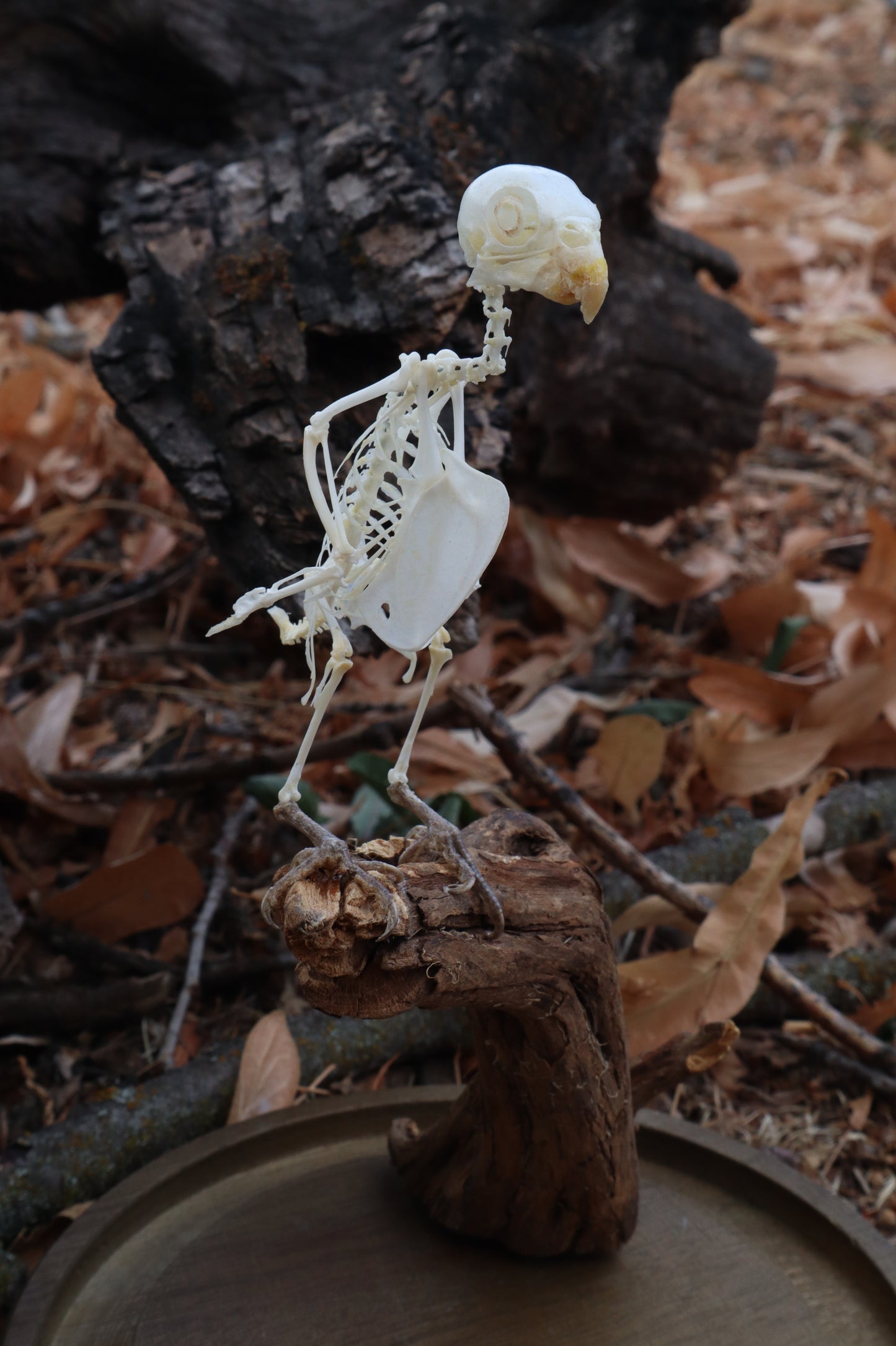 Articulated Parakeet Skeleton with Sclerotic Lenses