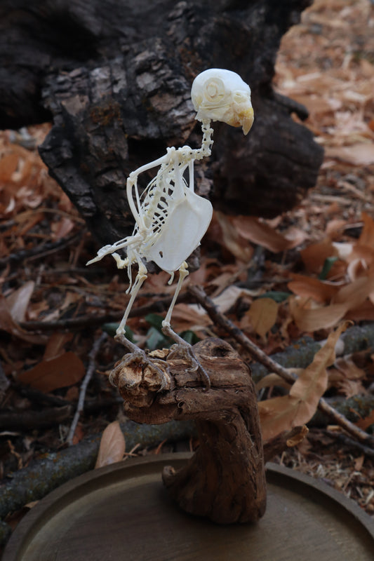 Articulated Parakeet Skeleton with Sclerotic Lenses