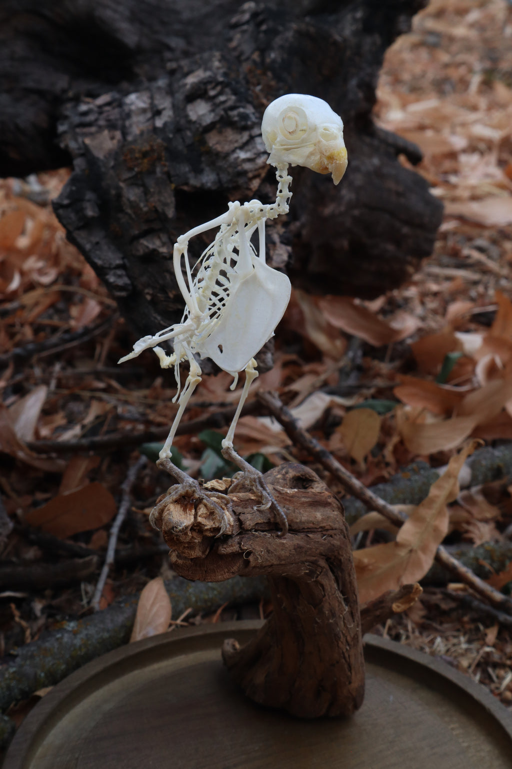 Articulated Parakeet Skeleton with Sclerotic Lenses