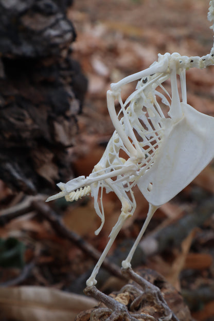 Articulated Parakeet Skeleton with Sclerotic Lenses
