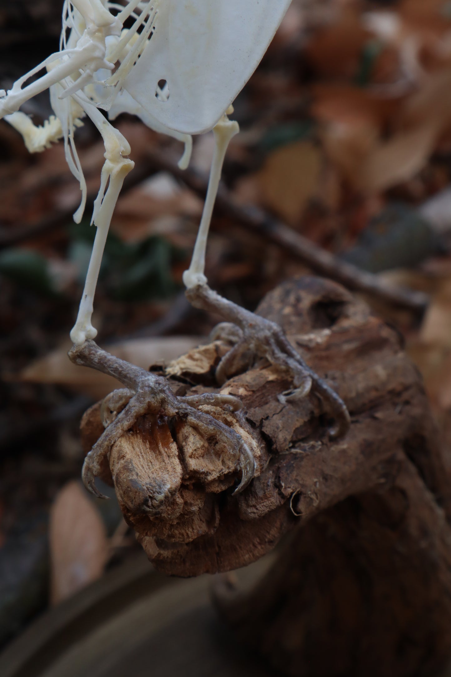 Articulated Parakeet Skeleton with Sclerotic Lenses