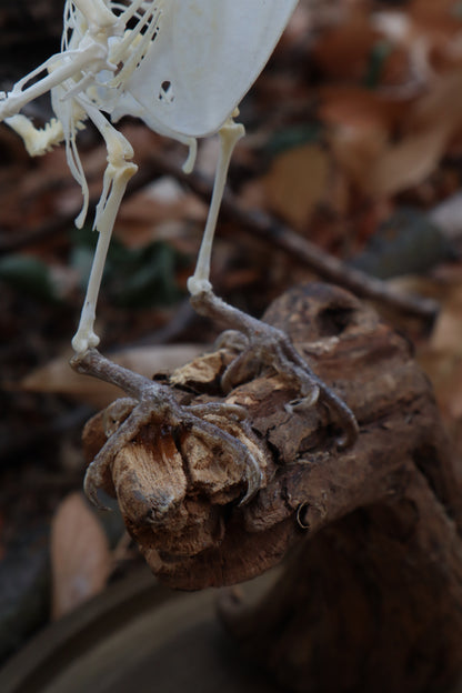 Articulated Parakeet Skeleton with Sclerotic Lenses
