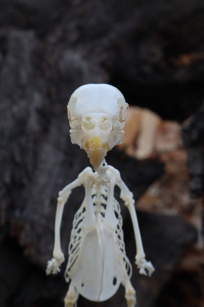 Articulated Parakeet Skeleton with Sclerotic Lenses