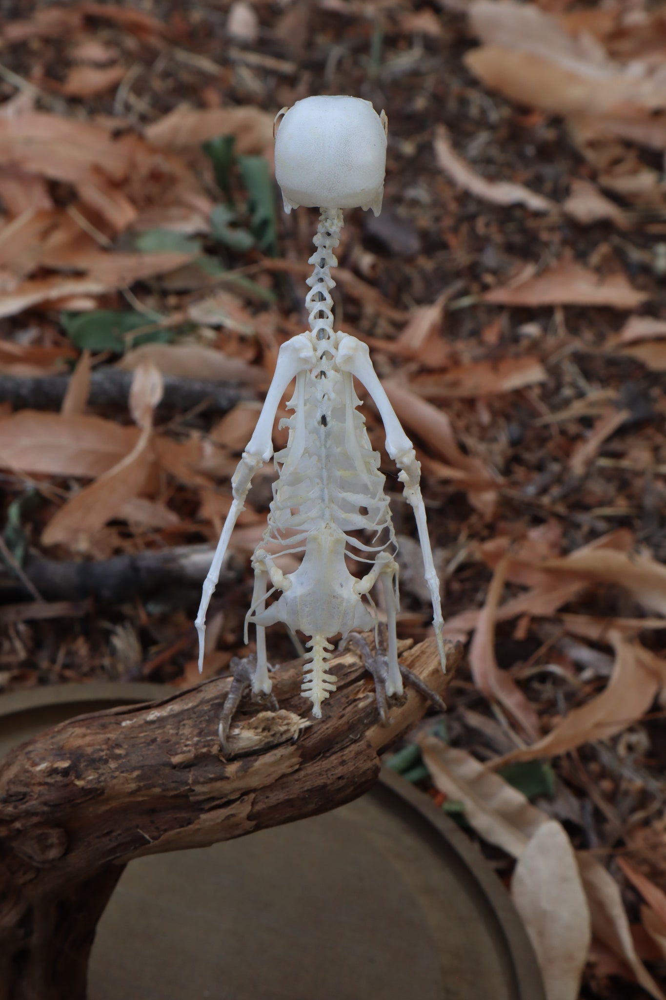 Articulated Parakeet Skeleton with Sclerotic Lenses