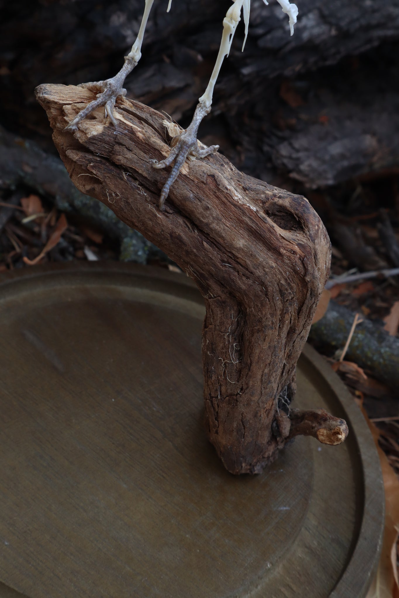 Articulated Parakeet Skeleton with Sclerotic Lenses