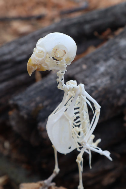 Articulated Parakeet Skeleton with Sclerotic Lenses