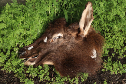Craft Soft Tanned Elk Face