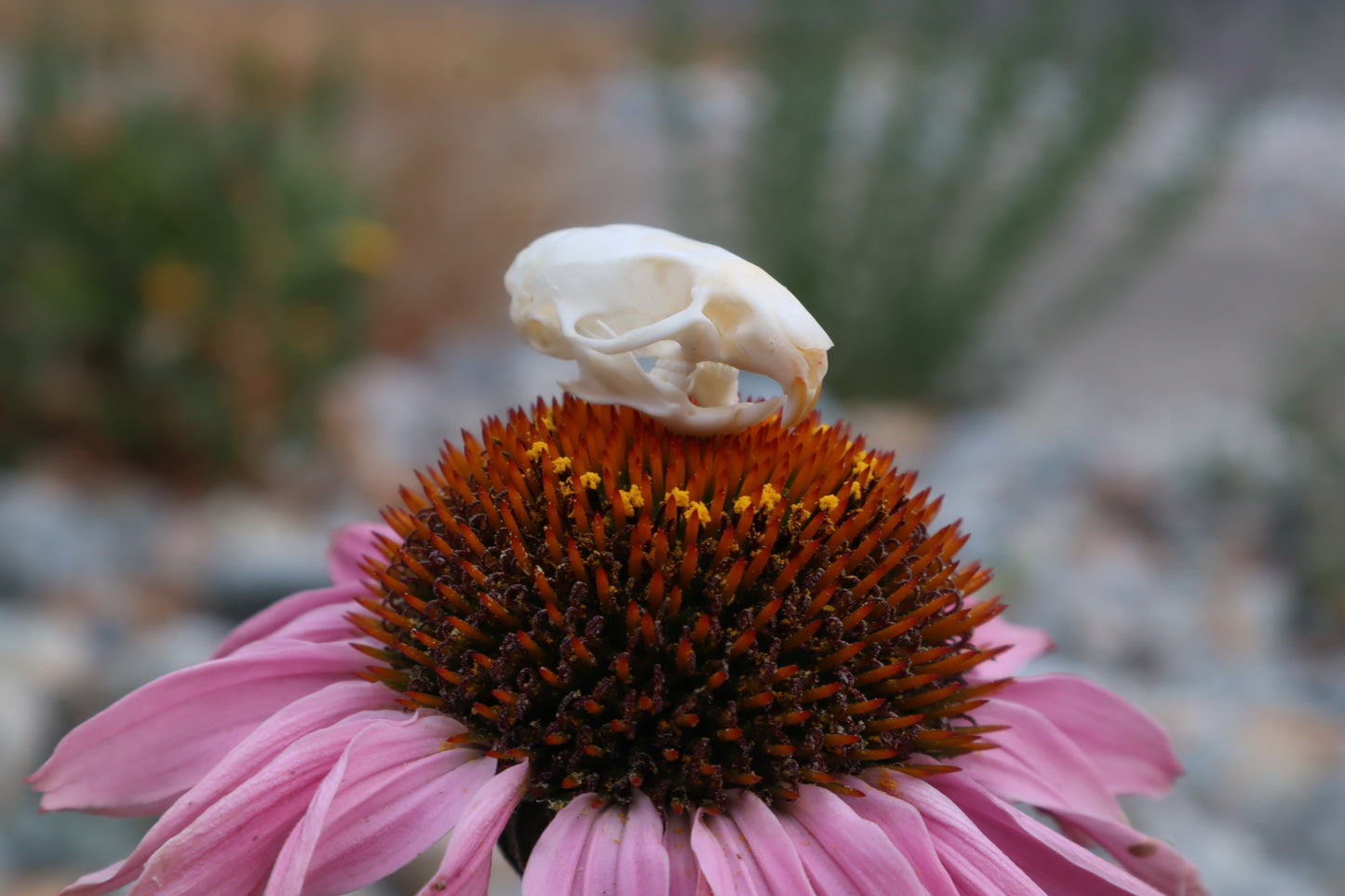 Mouse Skull
