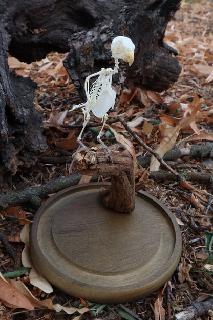 Articulated Parakeet Skeleton with Sclerotic Lenses