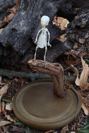 Articulated Parakeet Skeleton with Sclerotic Lenses