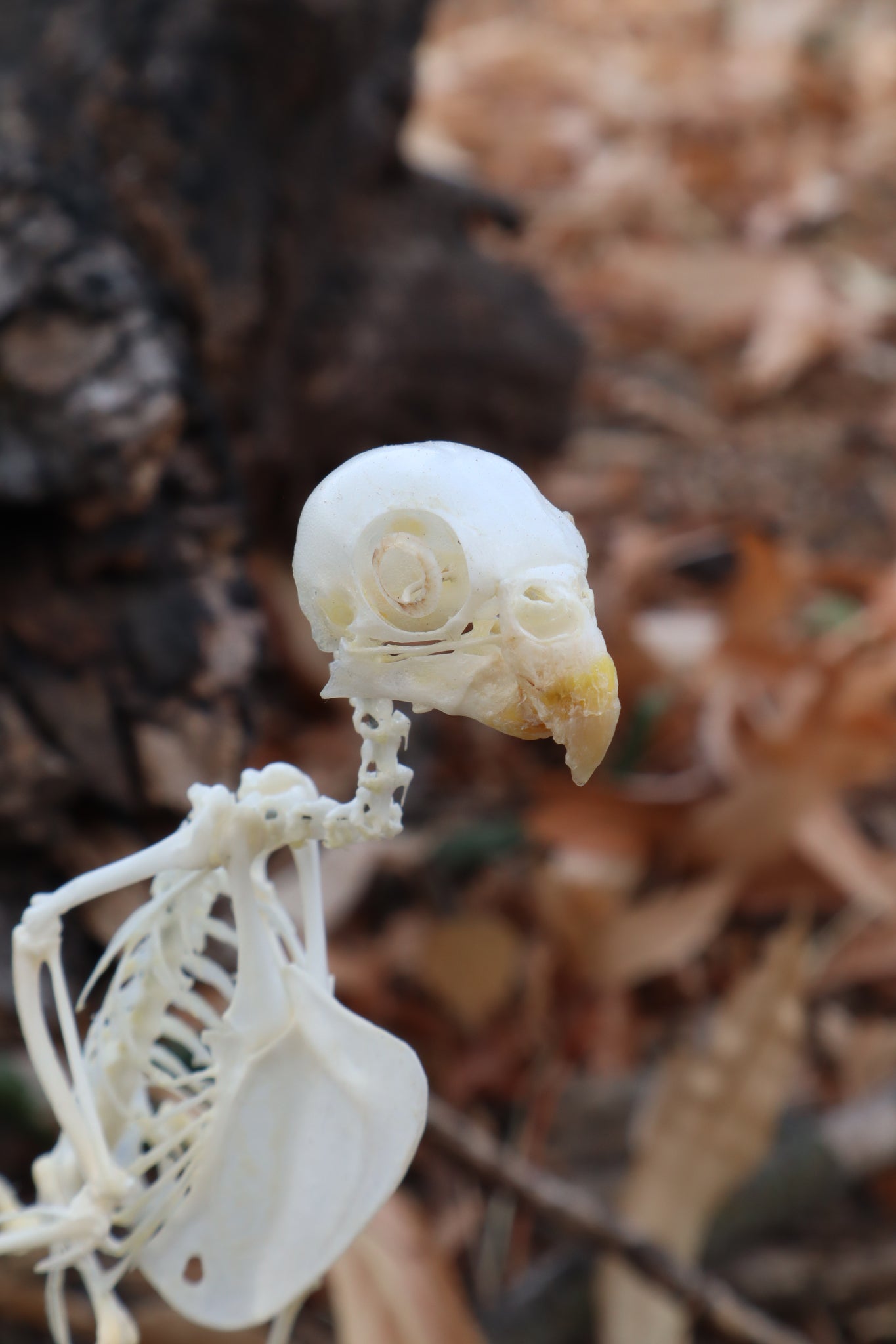 Articulated Parakeet Skeleton with Sclerotic Lenses