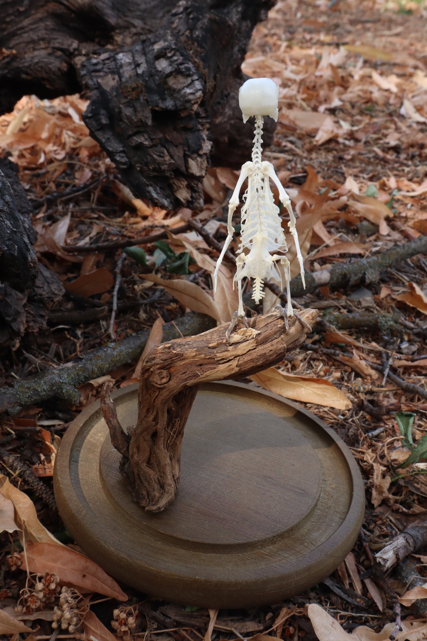 Articulated Parakeet Skeleton with Sclerotic Lenses