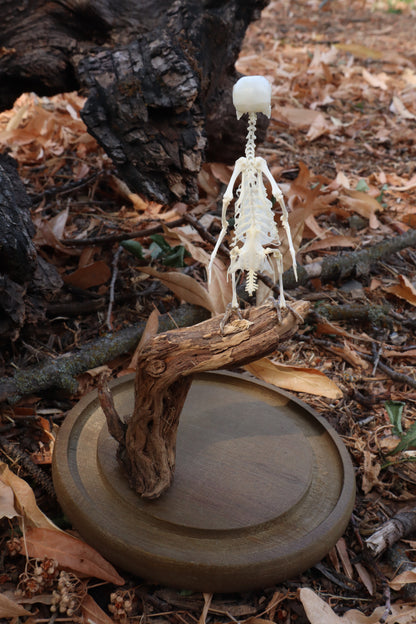 Articulated Parakeet Skeleton with Sclerotic Lenses
