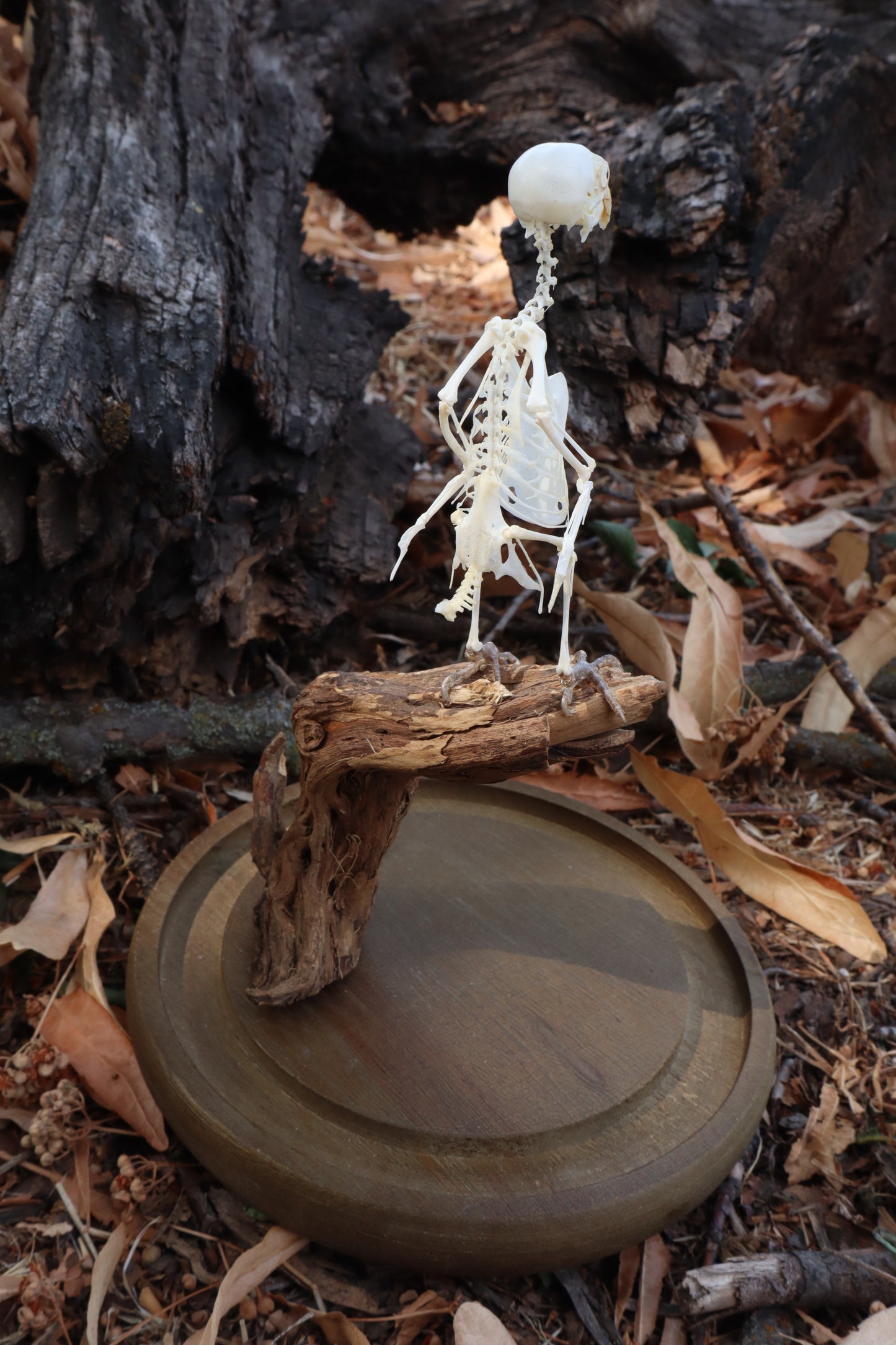 Articulated Parakeet Skeleton with Sclerotic Lenses